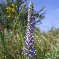 FuturePlanter Ähriger Ehrenpreis (Pseudolysimachion Spicatum)