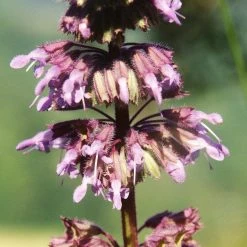 FuturePlanter Quirliger Salbei (Salvia Verticillata) Alle Pflanzen Im Shop