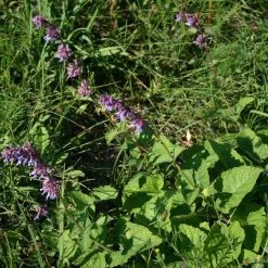 FuturePlanter Quirliger Salbei (Salvia Verticillata) Alle Pflanzen Im Shop