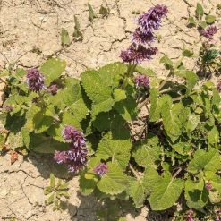 FuturePlanter Quirliger Salbei (Salvia Verticillata) Alle Pflanzen Im Shop
