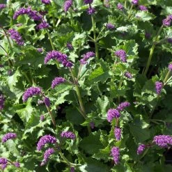 FuturePlanter Quirliger Salbei (Salvia Verticillata) Alle Pflanzen Im Shop
