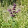 FuturePlanter Quirliger Salbei (Salvia Verticillata) Alle Pflanzen Im Shop