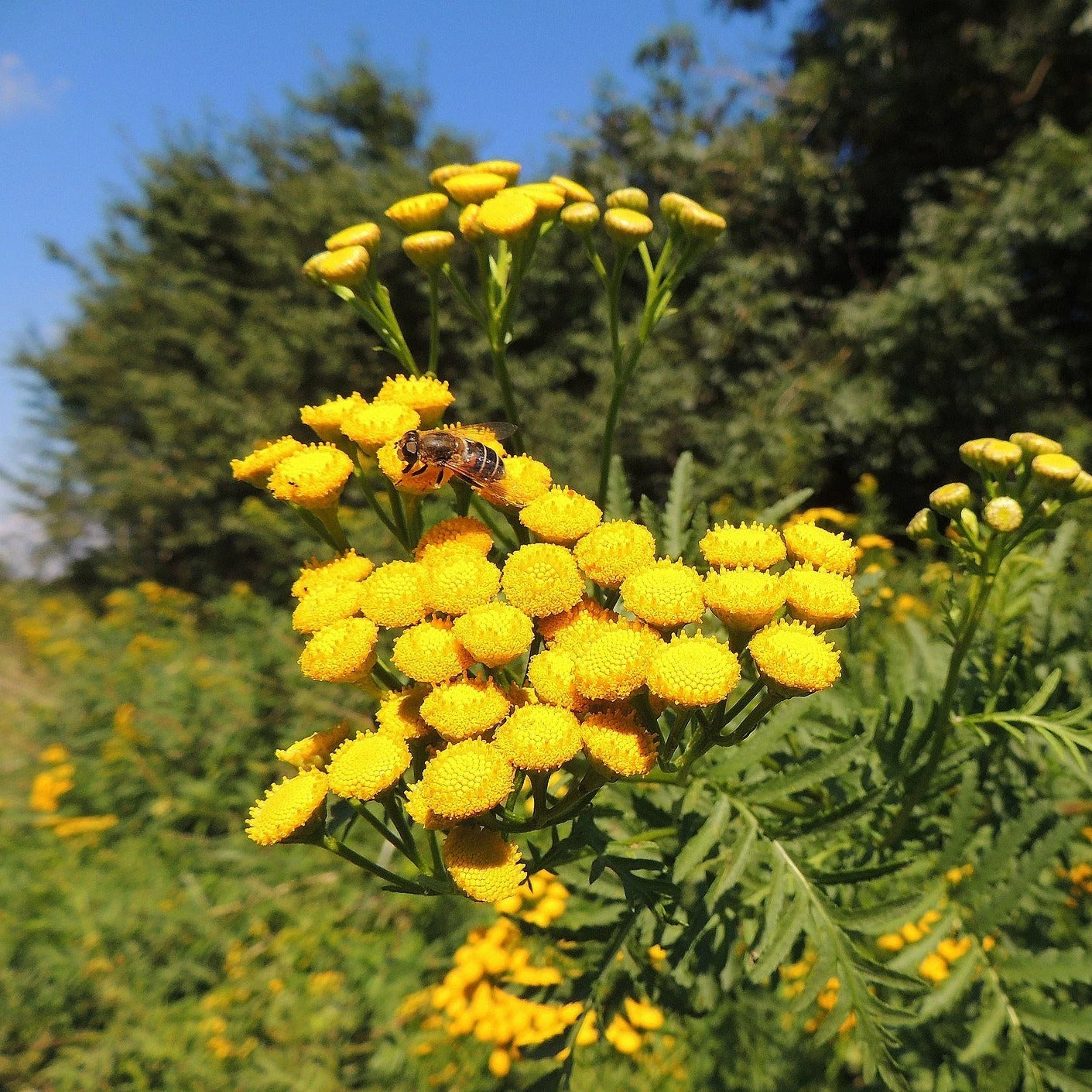 FuturePlanter Alle Pflanzen Im Shop Rainfarn (Tanacetum Vulgare) 8 FuturePlanter Alle Pflanzen Im Shop Rainfarn (Tanacetum Vulgare)