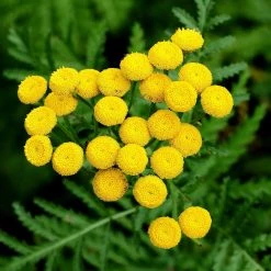 FuturePlanter Alle Pflanzen Im Shop Rainfarn (Tanacetum Vulgare)