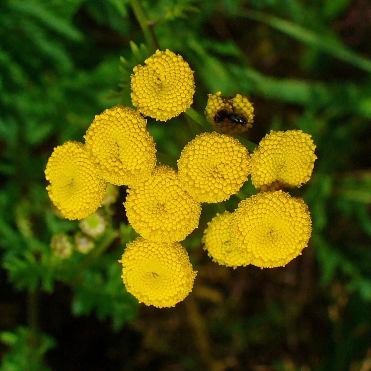 FuturePlanter Alle Pflanzen Im Shop Rainfarn (Tanacetum Vulgare) 3 FuturePlanter Alle Pflanzen Im Shop Rainfarn (Tanacetum Vulgare)