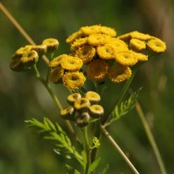 FuturePlanter Alle Pflanzen Im Shop Rainfarn (Tanacetum Vulgare)