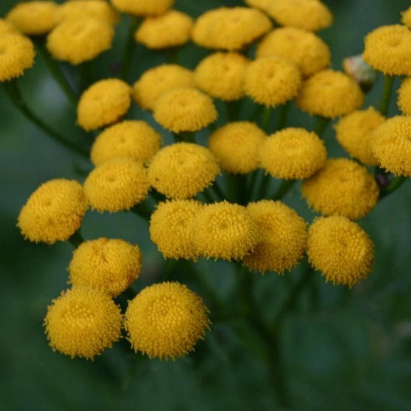 FuturePlanter Alle Pflanzen Im Shop Rainfarn (Tanacetum Vulgare) 7 FuturePlanter Alle Pflanzen Im Shop Rainfarn (Tanacetum Vulgare)