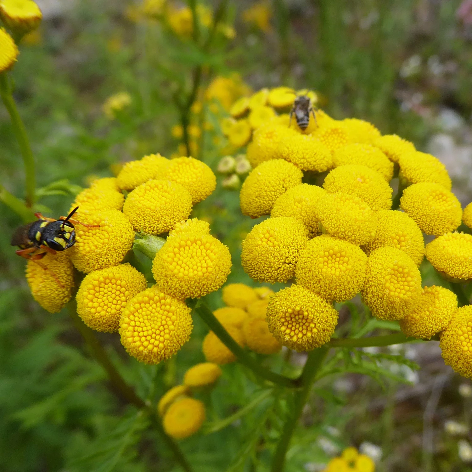 FuturePlanter Alle Pflanzen Im Shop Rainfarn (Tanacetum Vulgare) 5 FuturePlanter Alle Pflanzen Im Shop Rainfarn (Tanacetum Vulgare)