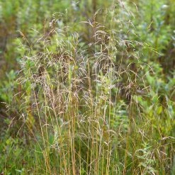 FuturePlanter Rasen-Schmiele (Deschampsia Cespitosa)