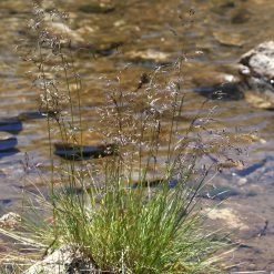 FuturePlanter Rasen-Schmiele (Deschampsia Cespitosa)