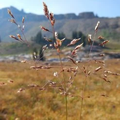 FuturePlanter Rasen-Schmiele (Deschampsia Cespitosa)