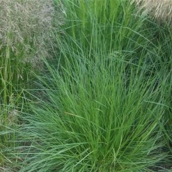 FuturePlanter Rasen-Schmiele (Deschampsia Cespitosa)