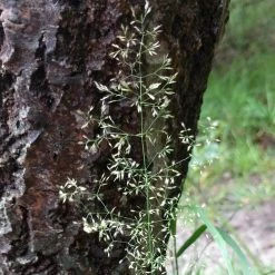 FuturePlanter Rasen-Schmiele (Deschampsia Cespitosa)