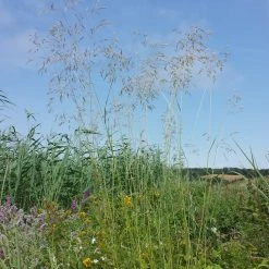 FuturePlanter Rasen-Schmiele (Deschampsia Cespitosa)