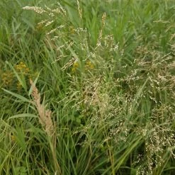 FuturePlanter Rasen-Schmiele (Deschampsia Cespitosa)