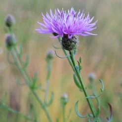 FuturePlanter Rispen-Flockenblume (Centaurea Stoebe) Alle Pflanzen Im Shop