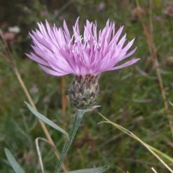 FuturePlanter Rispen-Flockenblume (Centaurea Stoebe) Alle Pflanzen Im Shop