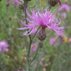 FuturePlanter Rispen-Flockenblume (Centaurea Stoebe) Alle Pflanzen Im Shop