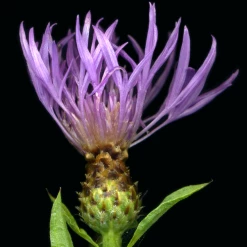 FuturePlanter Rispen-Flockenblume (Centaurea Stoebe) Alle Pflanzen Im Shop