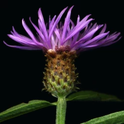FuturePlanter Rispen-Flockenblume (Centaurea Stoebe) Alle Pflanzen Im Shop