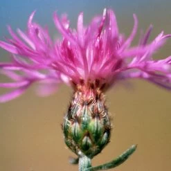 FuturePlanter Rispen-Flockenblume (Centaurea Stoebe) Alle Pflanzen Im Shop