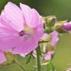 FuturePlanter Alle Pflanzen Im Shop Rosen-Malve (Malva Alcea)