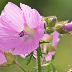FuturePlanter Alle Pflanzen Im Shop Rosen-Malve (Malva Alcea)