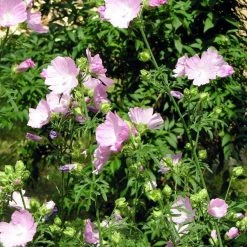 FuturePlanter Alle Pflanzen Im Shop Rosen-Malve (Malva Alcea)