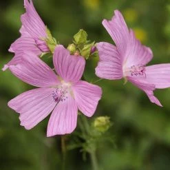 FuturePlanter Alle Pflanzen Im Shop Rosen-Malve (Malva Alcea)
