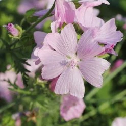 FuturePlanter Alle Pflanzen Im Shop Rosen-Malve (Malva Alcea)