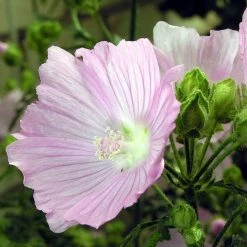 FuturePlanter Alle Pflanzen Im Shop Rosen-Malve (Malva Alcea)