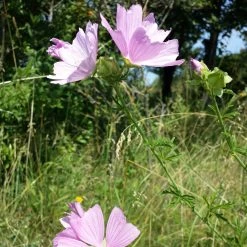 FuturePlanter Alle Pflanzen Im Shop Rosen-Malve (Malva Alcea)