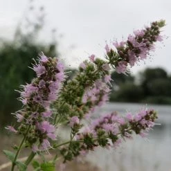 FuturePlanter Ross-Minze (Mentha Longifolia) Alle Pflanzen Im Shop