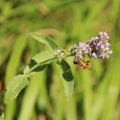 FuturePlanter Ross-Minze (Mentha Longifolia) Alle Pflanzen Im Shop