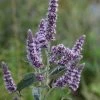 FuturePlanter Ross-Minze (Mentha Longifolia) Alle Pflanzen Im Shop