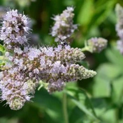 FuturePlanter Ross-Minze (Mentha Longifolia) Alle Pflanzen Im Shop