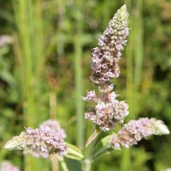 FuturePlanter Ross-Minze (Mentha Longifolia) Alle Pflanzen Im Shop