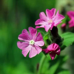 FuturePlanter Alle Pflanzen Im Shop Rote Lichtnelke (Silene Dioica)