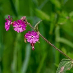 FuturePlanter Alle Pflanzen Im Shop Rote Lichtnelke (Silene Dioica)