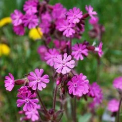 FuturePlanter Alle Pflanzen Im Shop Rote Lichtnelke (Silene Dioica)