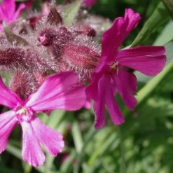 FuturePlanter Alle Pflanzen Im Shop Rote Lichtnelke (Silene Dioica)
