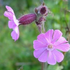 FuturePlanter Alle Pflanzen Im Shop Rote Lichtnelke (Silene Dioica)
