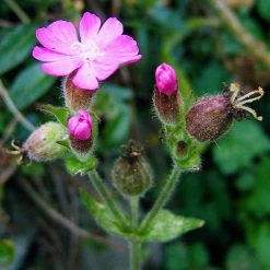 FuturePlanter Alle Pflanzen Im Shop Rote Lichtnelke (Silene Dioica)