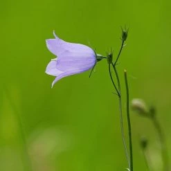 FuturePlanter Alle Pflanzen Im Shop Rundblättrige Glockenblume (Campanula Rotundifolia)