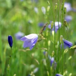 FuturePlanter Alle Pflanzen Im Shop Rundblättrige Glockenblume (Campanula Rotundifolia)