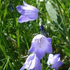 FuturePlanter Alle Pflanzen Im Shop Rundblättrige Glockenblume (Campanula Rotundifolia)