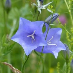 FuturePlanter Alle Pflanzen Im Shop Rundblättrige Glockenblume (Campanula Rotundifolia)