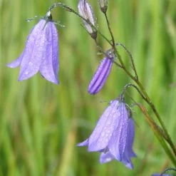 FuturePlanter Alle Pflanzen Im Shop Rundblättrige Glockenblume (Campanula Rotundifolia)