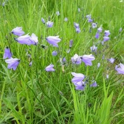 FuturePlanter Alle Pflanzen Im Shop Rundblättrige Glockenblume (Campanula Rotundifolia)