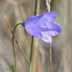 FuturePlanter Alle Pflanzen Im Shop Rundblättrige Glockenblume (Campanula Rotundifolia)